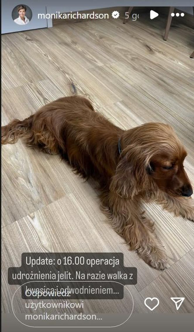 Paco, pies Moniki Richardson