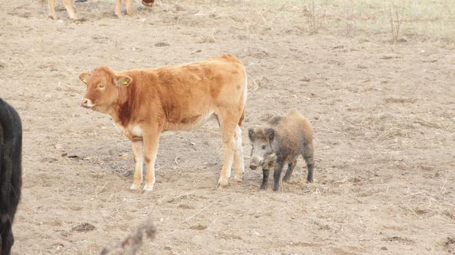 KROWY PRZYGARNĘŁY DZIKA.