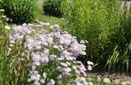 Aster nowoangielski