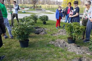 Nowe drzewa i krzewy w Parku Polisensorycznym