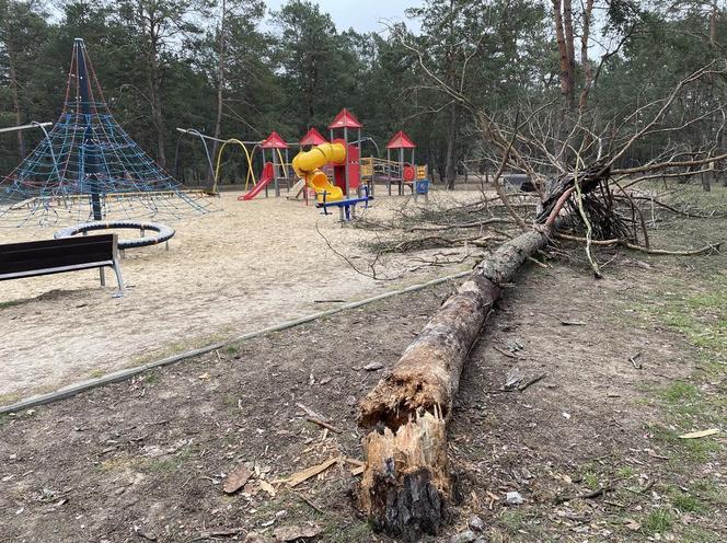 Niepokojące zdarzenie w Toruniu. Drzewo runęło na plac zabaw