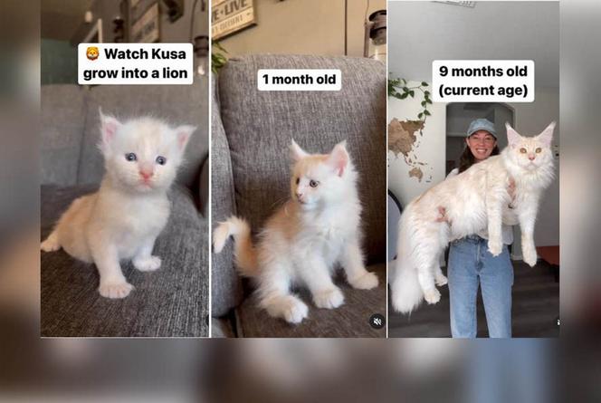 Ten kot ma 9 miesięcy i już jest gigantem. "Pobije wszystkie rekordy"