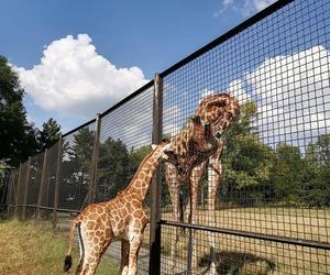 Mała żyrafa w warszawskim zoo