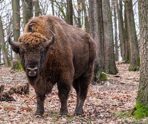 Barbarzyństwo. Odstrzelono zdrowego żubra, który żył w rejonie Białowieży. Dyrekcja Białowieskiego Parku Narodowego wydała komunikat