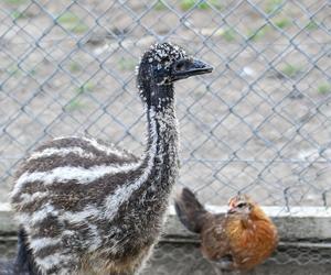 Pisklęta emu zamieszkają w poznańskim ZOO 