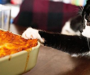 Włoski obiad bez stania godzinami w kuchni? Leniwa lasagne to danie dla ciebie