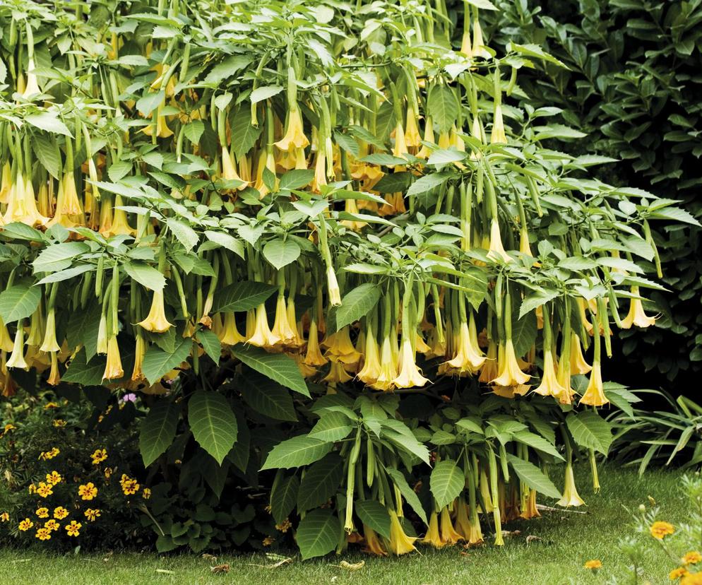 Datura, czyli anielskie trąby. Uprawa, pielęgnacja, zimowanie. Czy Datura jest szkodliwa?