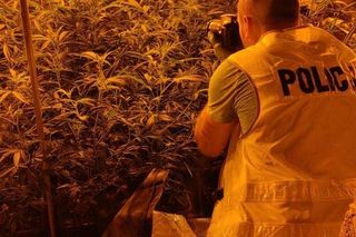 Policja zlikwidowała plantację konopi indyjskich w Jaworznie. Krzaków było naprawdę sporo...