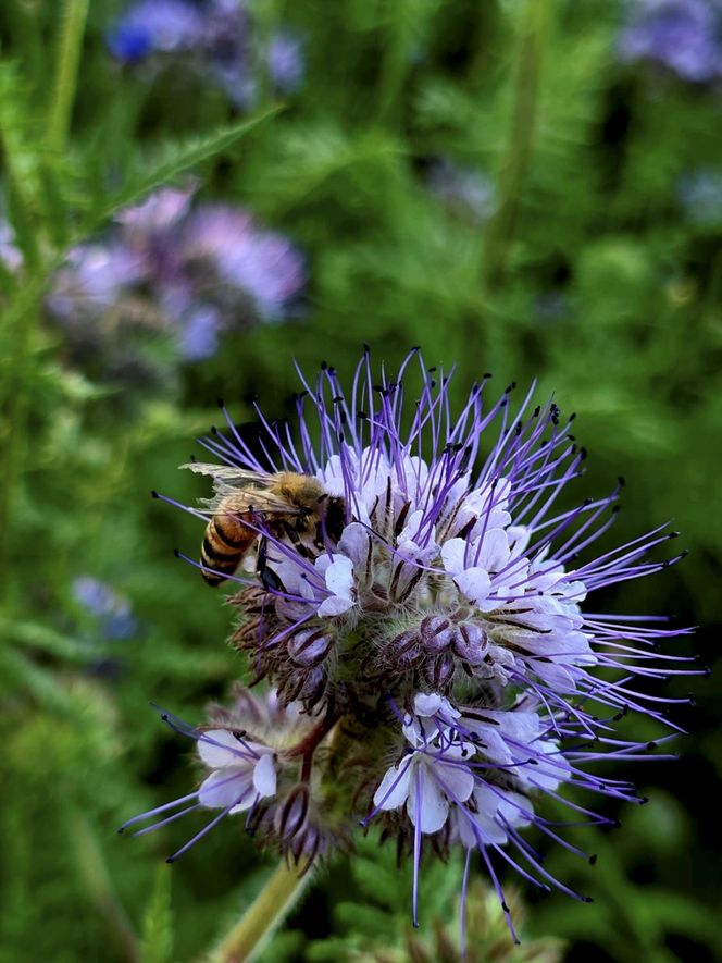 Łąki kwietne na Podkarpaciu