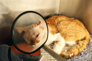 Kot Elwis po operacji