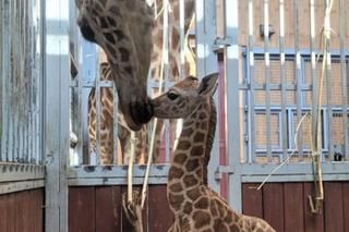 Warszawa ma nowego, wyjątkowego mieszkańca. W ZOO urodziła się żyrafa