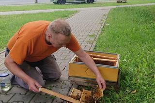 Groza na Ostrobramskiej. Na chodniku leżał ogromny rój pszczół