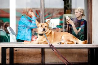 10 warszawskich kawiarni, które możesz odwiedzić z psem. Miejsca przyjazne naszym pupilom