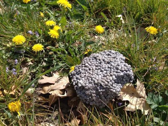 Kleszcze w Małopolsce częściej powodują zapalenie mózgu! Czy tak wyglądają ich gniazda?