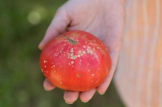 Rak bakteryjny pomidora - objawy i zwalczanie