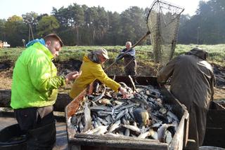 Karpie będą po 20 zł