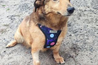 Aleksandrów Łódzki. Piesek Pimpuś potrzebuje pilnej pomocy. Zwróciła go rodzina adopcyjna