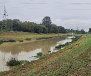 Wysoka woda na Wisłoku po ulewach