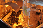 Policjanci zlikwidowali fabrykę marihuany na Podlasiu
