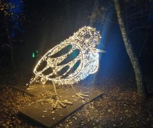 Park Iluminacji w Poznaniu. Magiczny Las