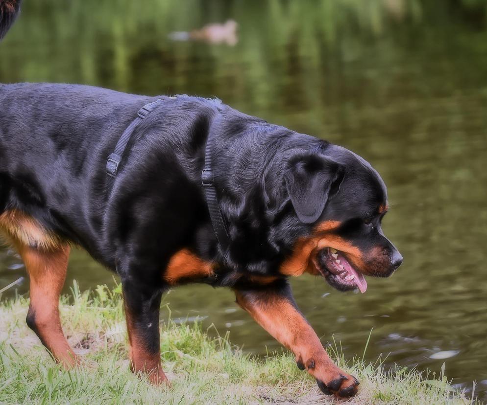 Radzyń Podlaski: Pies ujadał na brzegu rzeki. W wodzie znaleźli ciało 61-latka