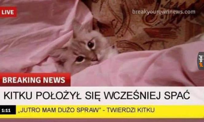 Dzień Kota 2020