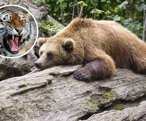 „To nie są rurki z kremem”. Zoo we Wrocławiu szuka opiekuna drapieżników