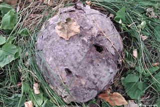 Niezwykłe znalezisko w centrum Poznania - to egzemplarz rzadkiego grzyba - Grzybogwiazda