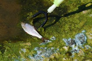 Kilka ton śniętych ryb w Odrze. Katastrofa ekologiczna we Wrocławiu? 