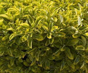 Trzmielina japońska 'Aureomarginatus'