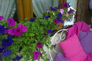 Balkon w odcieniach fioletu zdjecie nr 3