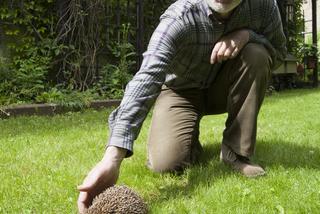 Pan Jerzy obrońca jeży