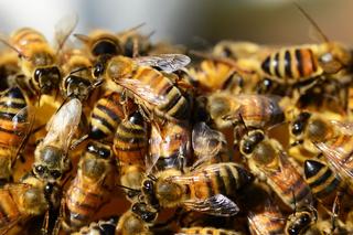 Naukowcy stworzyli robota-pszczołę Bee++. Sprawdźcie, co potrafi ten mały robot