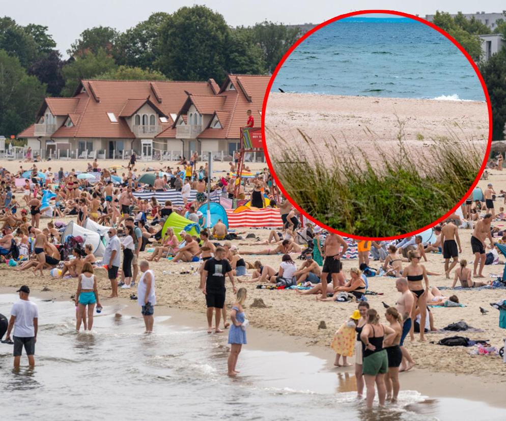 Takiego turysty nie chciałbyś spotkać, leżąc na plaży. Szok nad Bałtykiem, wszystko się nagrało