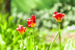 Fuzarioza tulipana  - choroba grzybowa atakująca kwiaty cebulowe