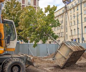 Przesadzanie drzew z pl. Powstańców Warszawy w Śródmieściu