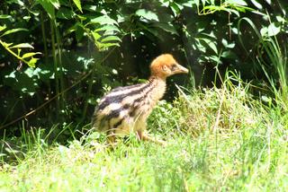 W zoo urodził się mały kazuar hełmiasty
