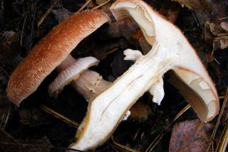 Kalendarz grzybiarza 2023. Te grzyby zbieraj we wrześniu i październiku na Podkarpaciu 