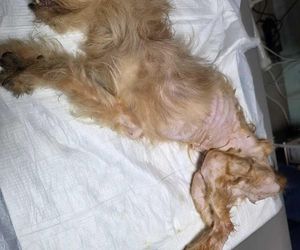 Psy przebywały w koszmarnych warunkach