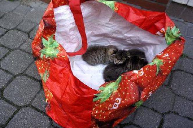 Białystok: Cztery kocięta porzucone w torbie. Trafiły na... śmietnik