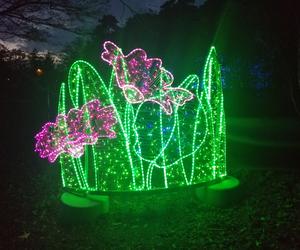 Park Iluminacji w Poznaniu. Magiczny Las