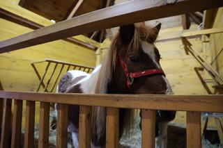 Żywa szopka bożonarodzeniowa stanęła przy parafii pw. Świętej Rodziny w Lublinie