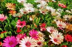 Osteospermum