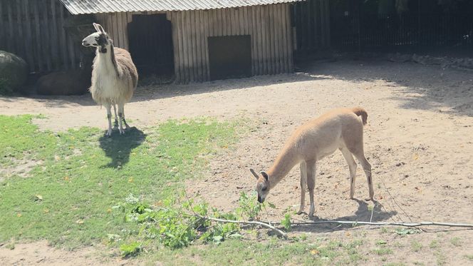 Zaglądamy do mieszkańców bydgoskiego ZOO. Kto mieszka w sercu Myślęcinka?