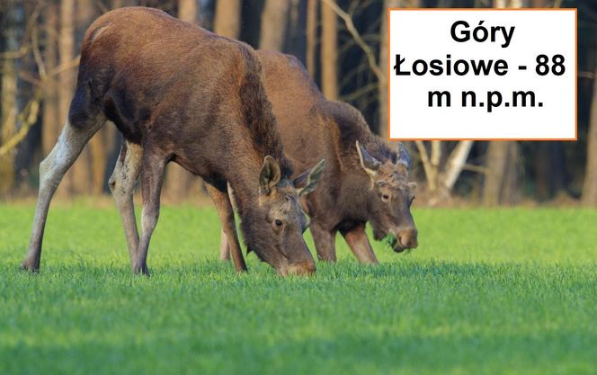 Góry Łosiowe