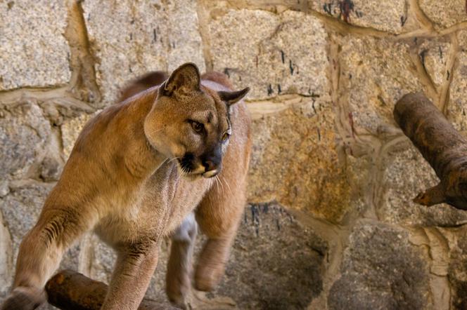 Nubia zakończyła kwarantannę w śląskim zoo. Co teraz stanie się z najpopularniejszą pumą w Polsce?