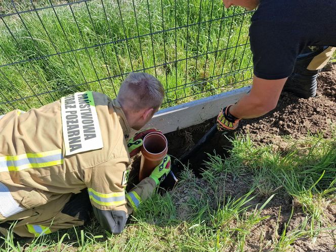 Niecodzienna akcja strażaków. Uratowali sarnę, która wpadła do głębokiego dołu