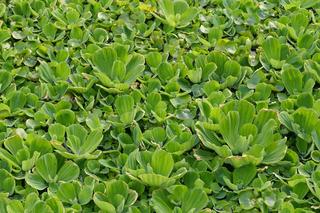 Pistia rozetkowa 