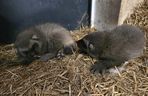 Rosomakowy baby boom w Śląskim ZOO! Radosna nowina dla miłośników zwierząt