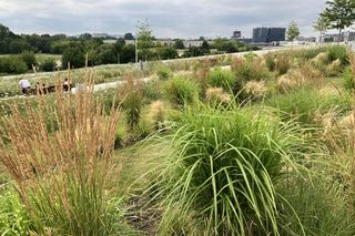 Zielony dach - Cogiteon Kraków